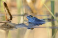 Skokan ostronosy - Rana arvalis - Moor Frog 9788